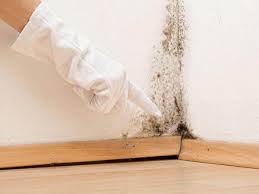 Why You Should Choose Our Mold Remediation Services in La Porte, TX